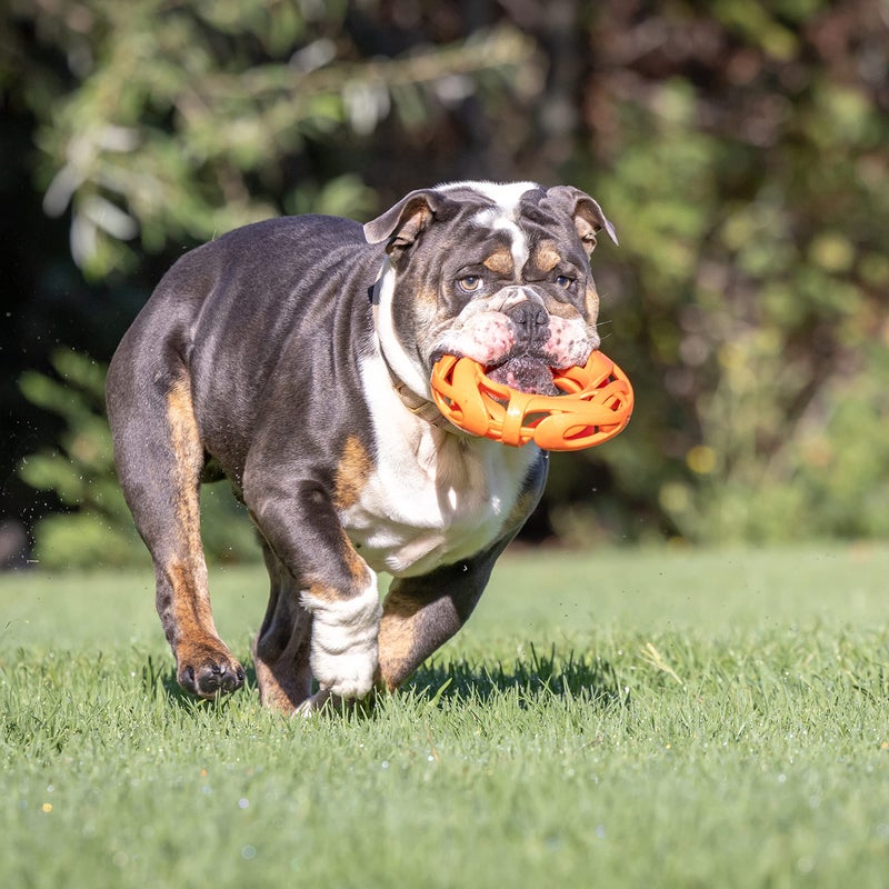 Chuckit! Air Fetch Wheel Dog Toy, Orange - Image 4